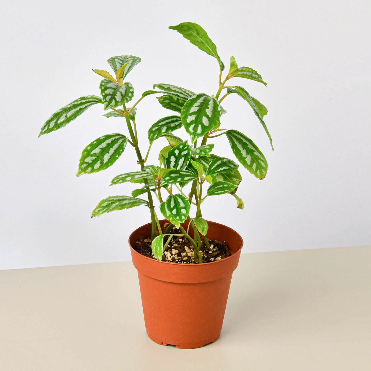Aluminum Pilea Plant
