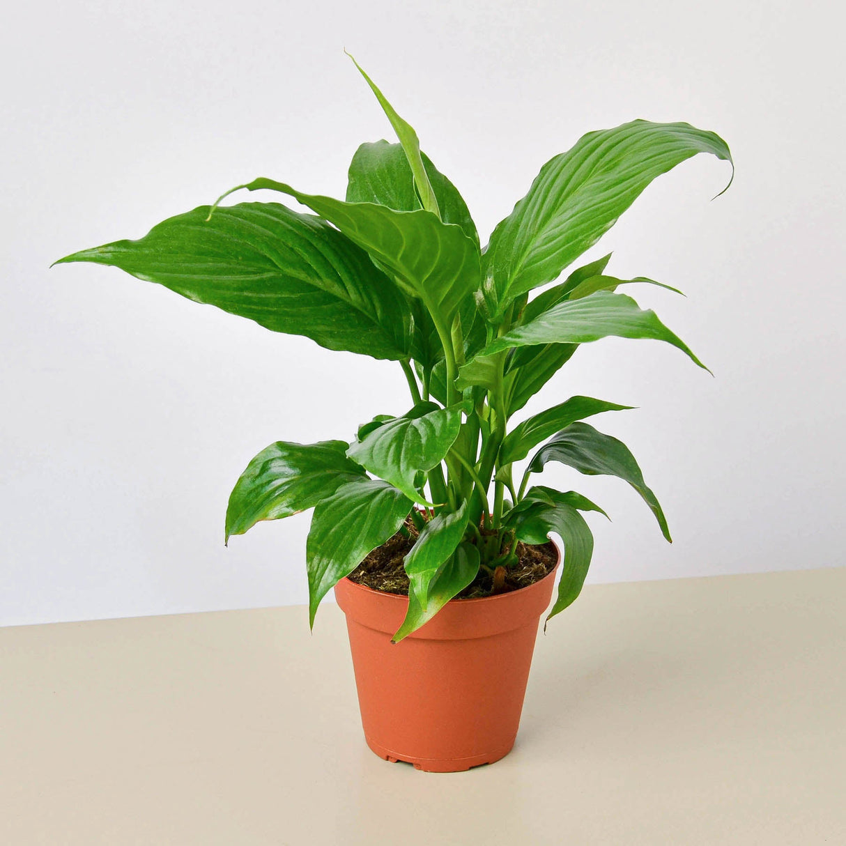 Spathiphyllum 'Peace Lily' Houseplant