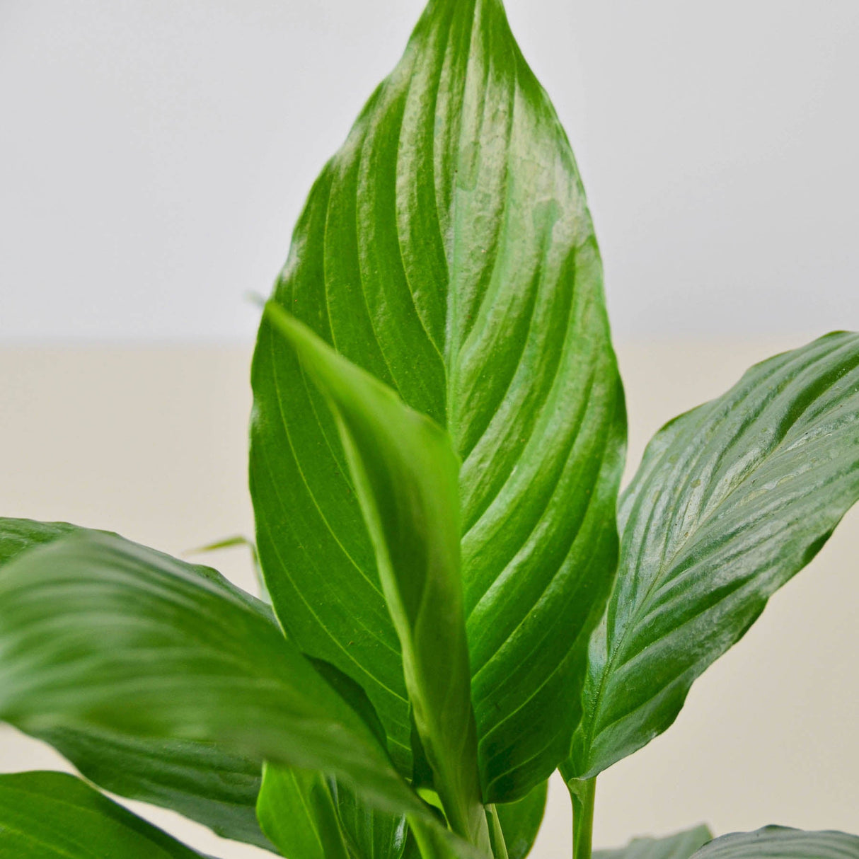 Spathiphyllum 'Peace Lily' Houseplant