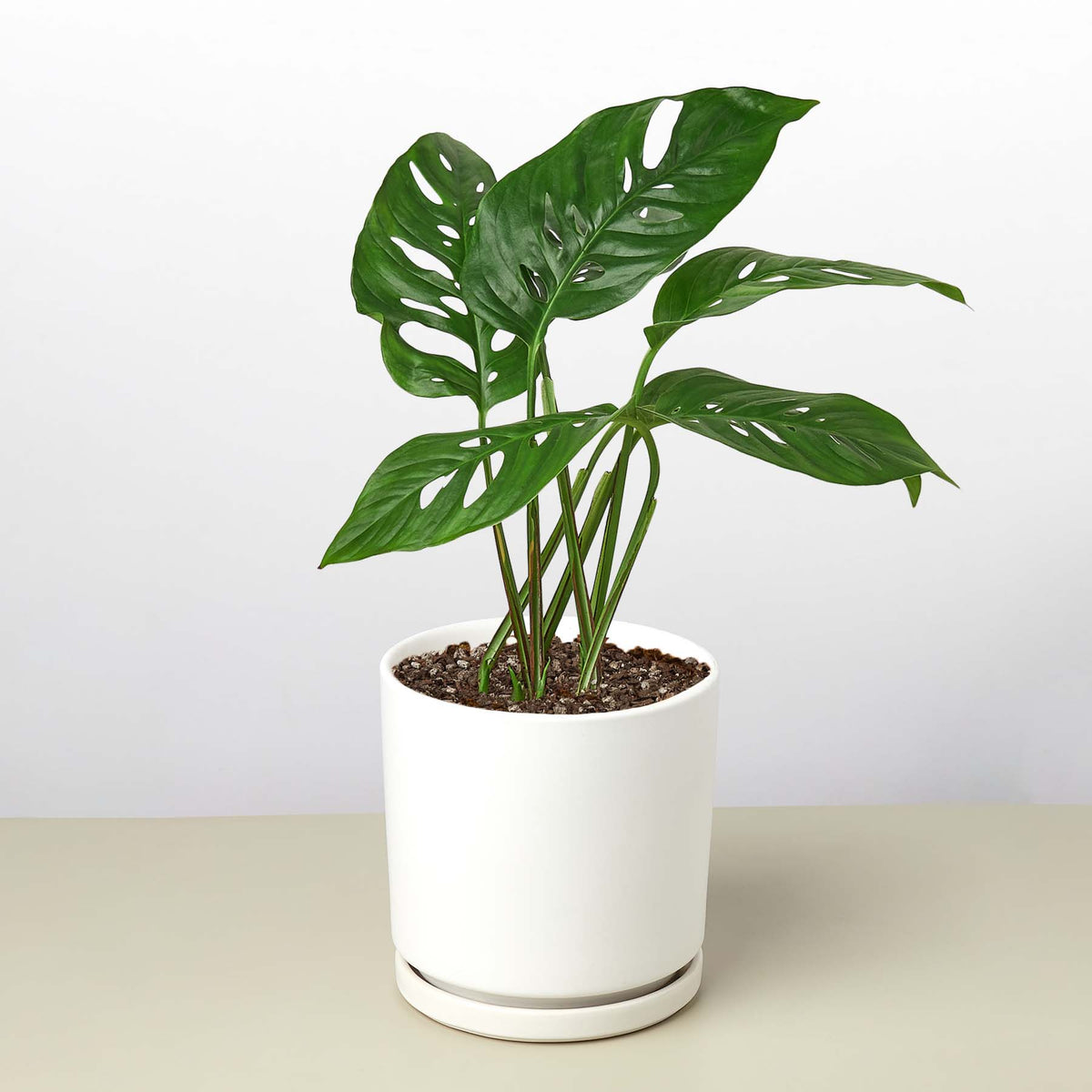 Monstera Adansonii - Swiss Cheese Plant