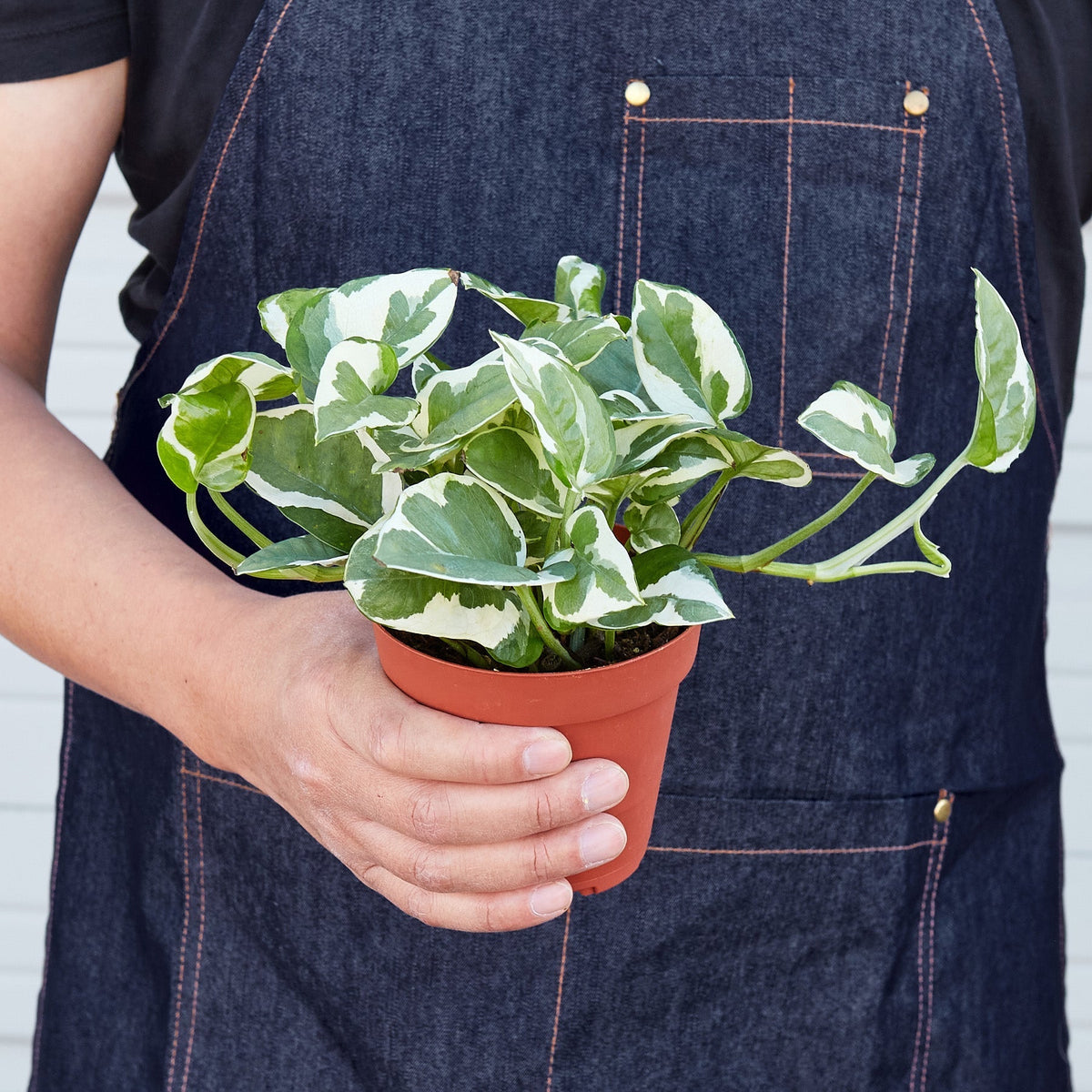 Pothos ‘N’joy’ Plant – Epipremnum aureum
