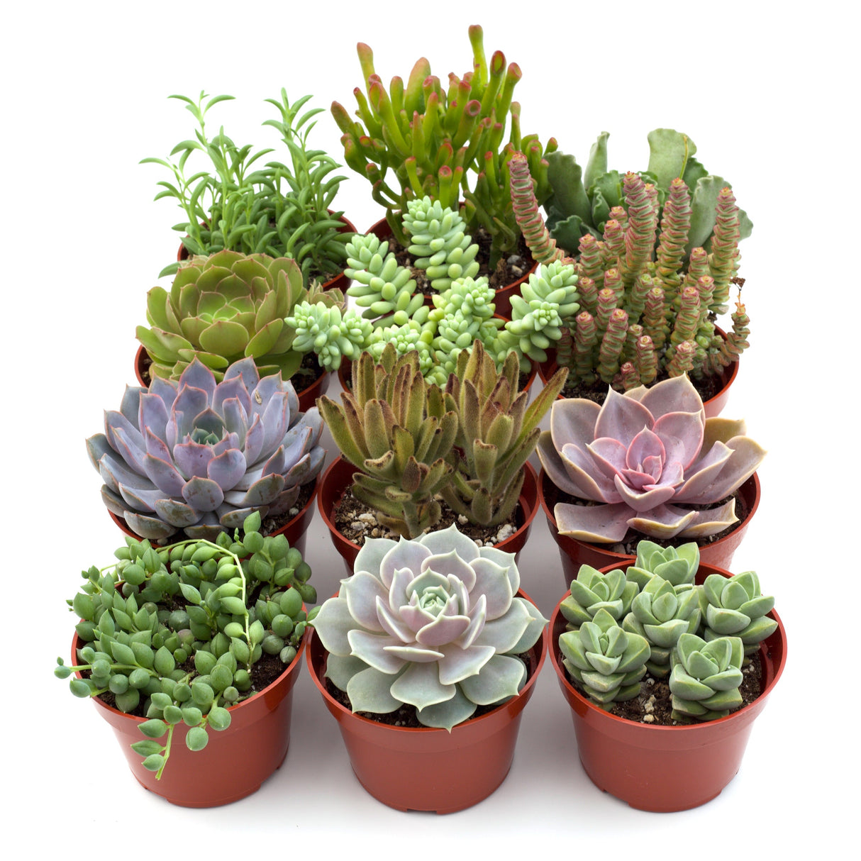 Assorted Succulent Variety Packs – 4" Potted Succulents