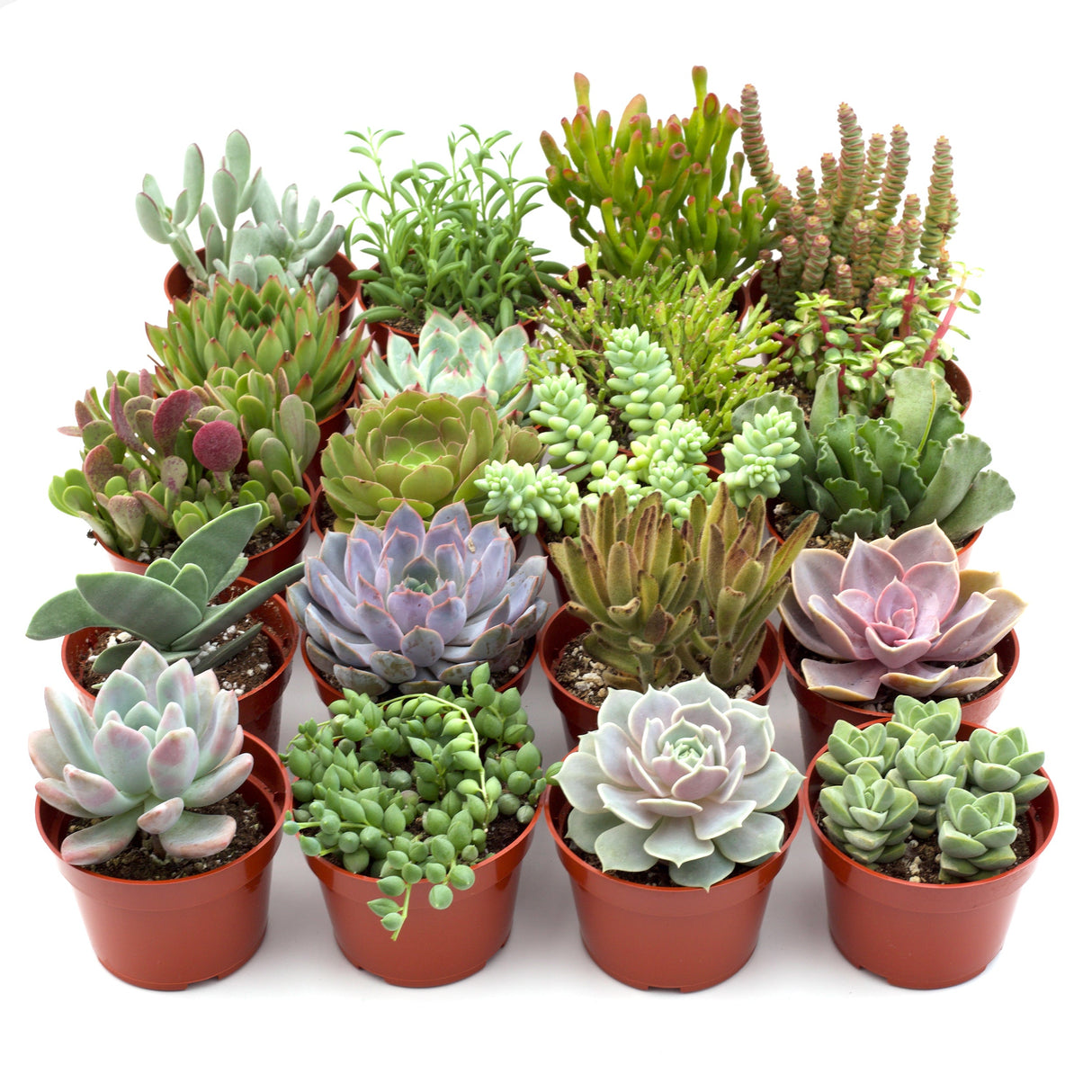 Assorted Succulent Variety Packs – 4" Potted Succulents