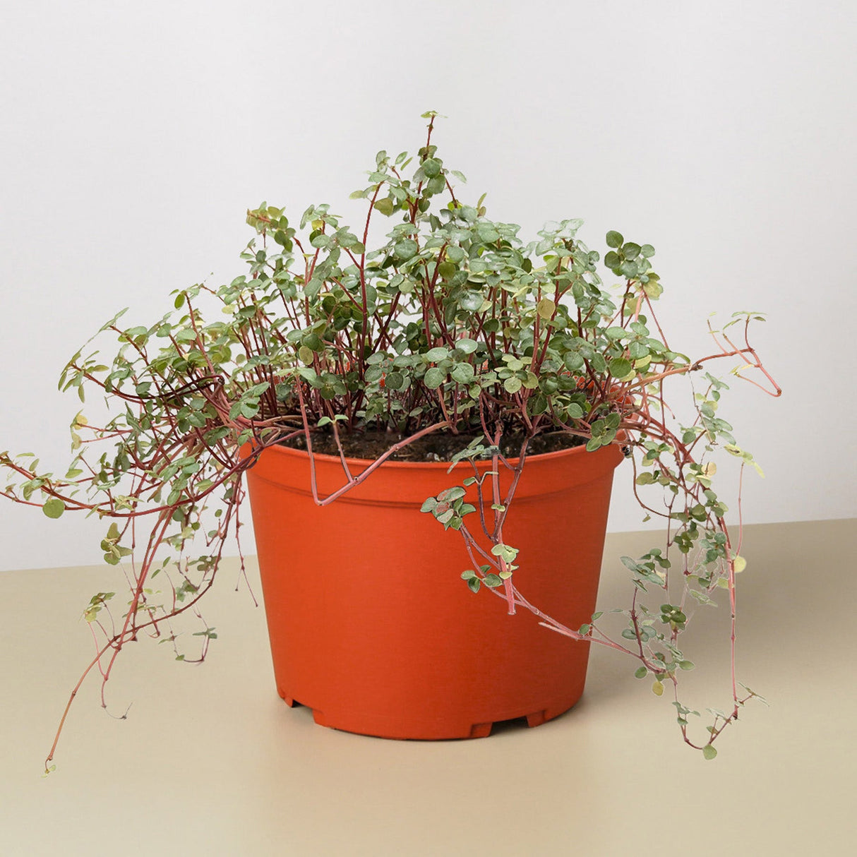 Silver Sparkle Nettle Plant