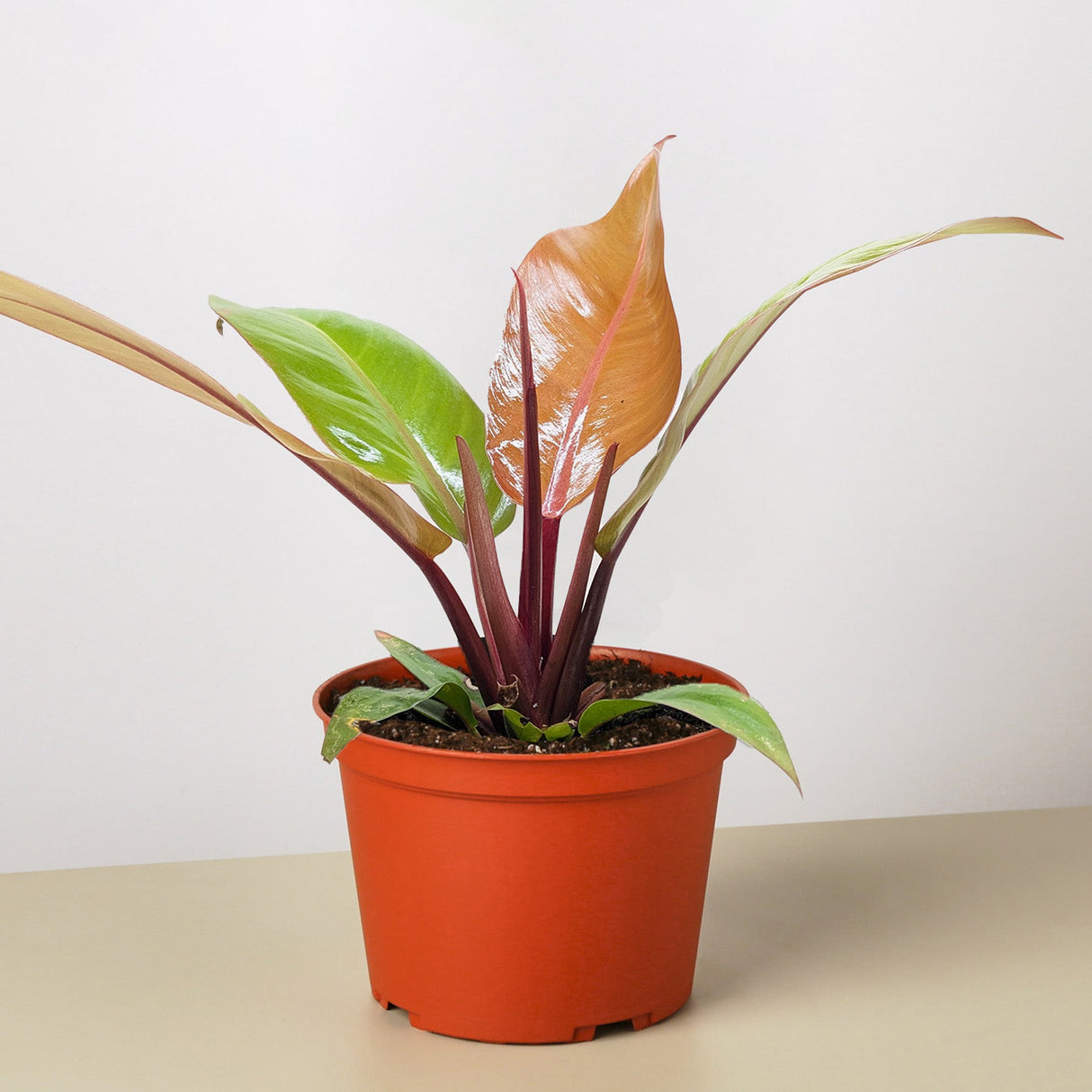 Prince of Orange Philodendron Houseplant