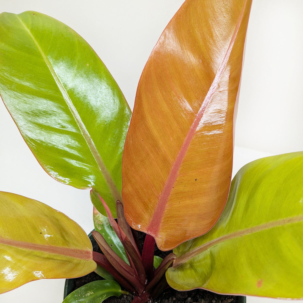 Prince of Orange Philodendron Houseplant