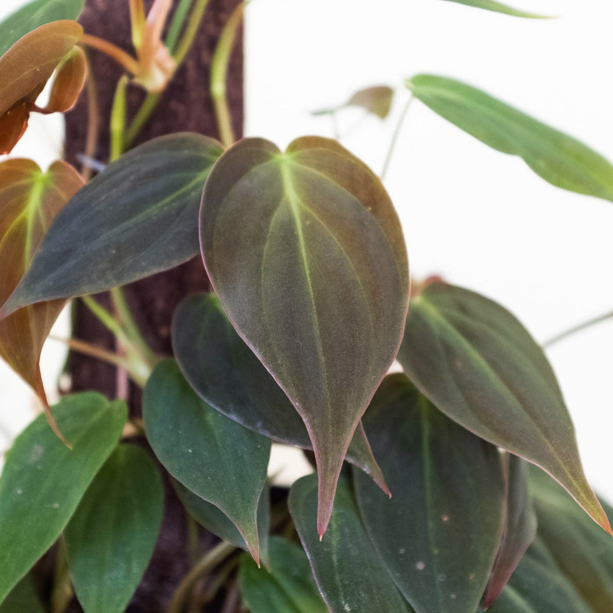 Velvet Philodendron Plant