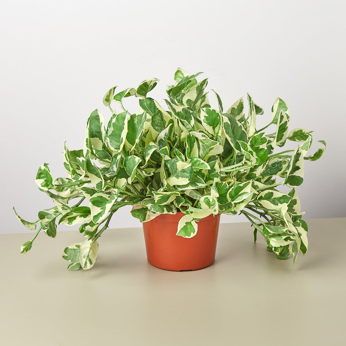Pothos ‘N’joy’ Plant – Epipremnum aureum