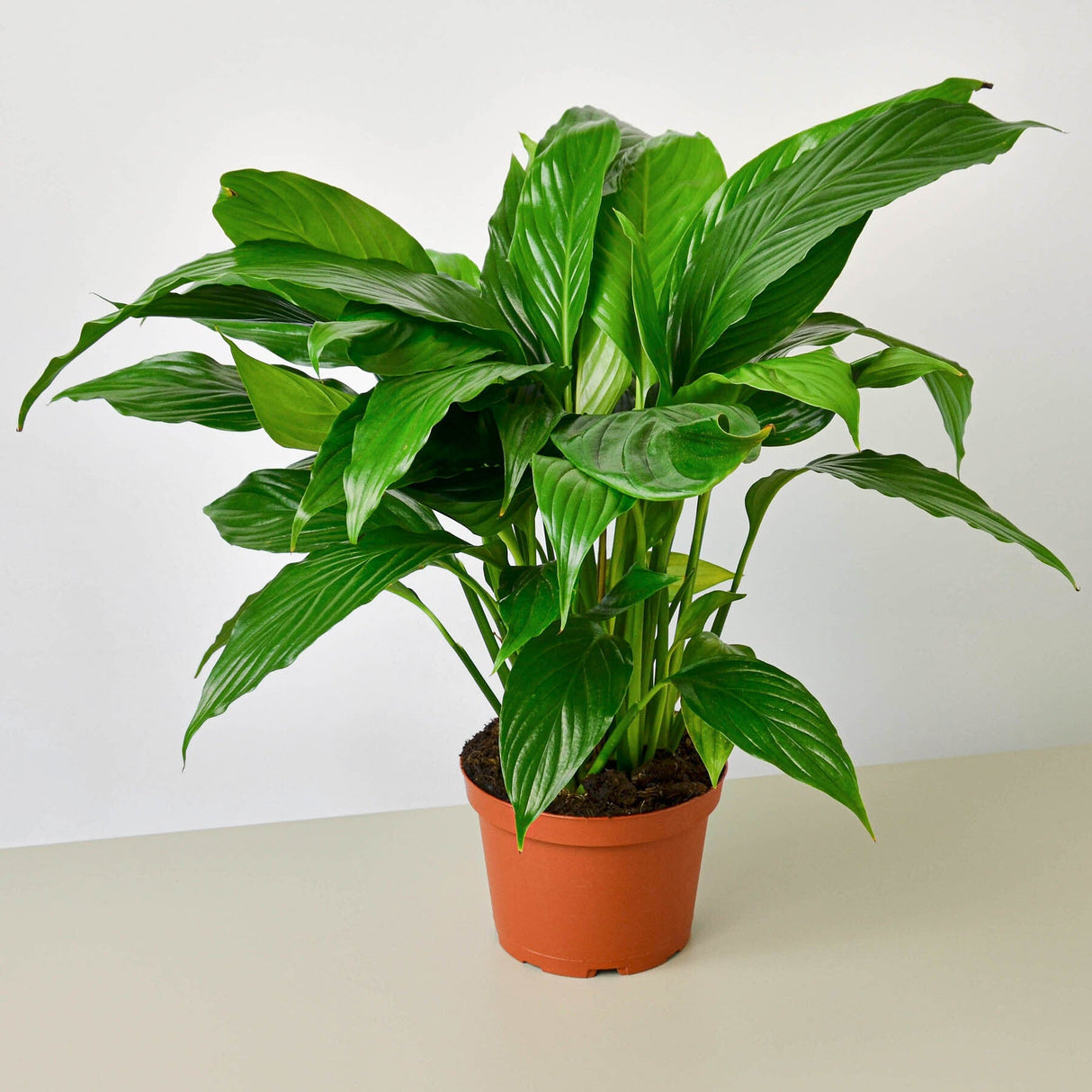 Spathiphyllum 'Peace Lily' Houseplant