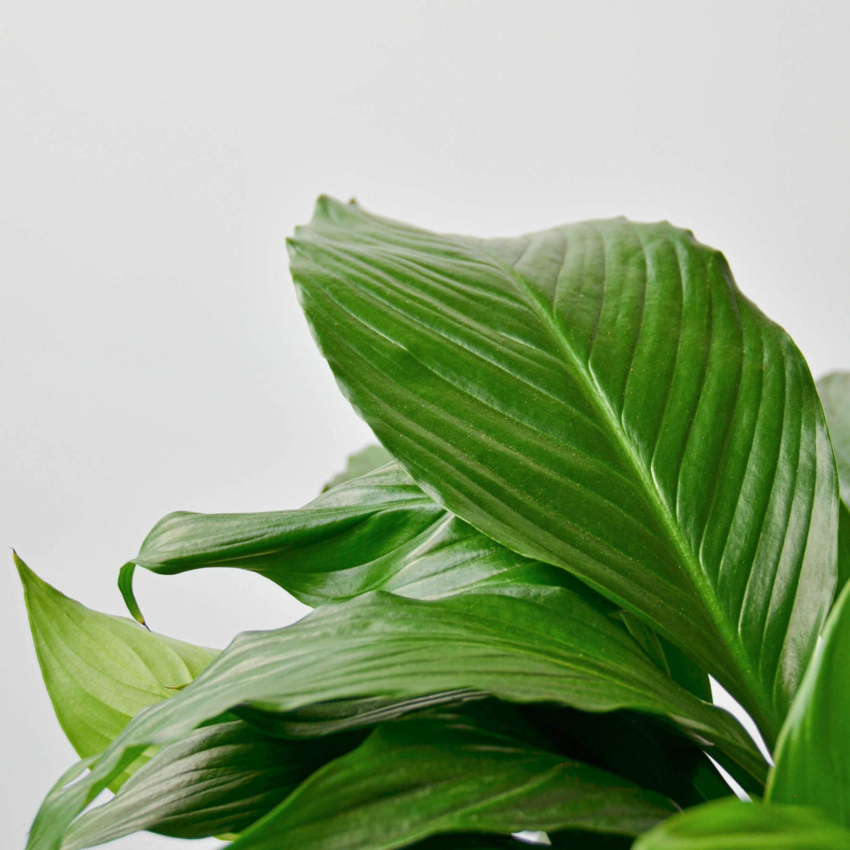 Spathiphyllum 'Peace Lily' Houseplant
