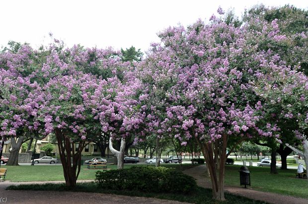 Muskogee Crape Myrtle Tree