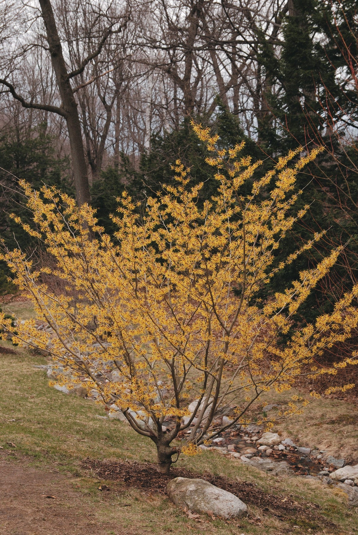American Witch-Hazel Shrub