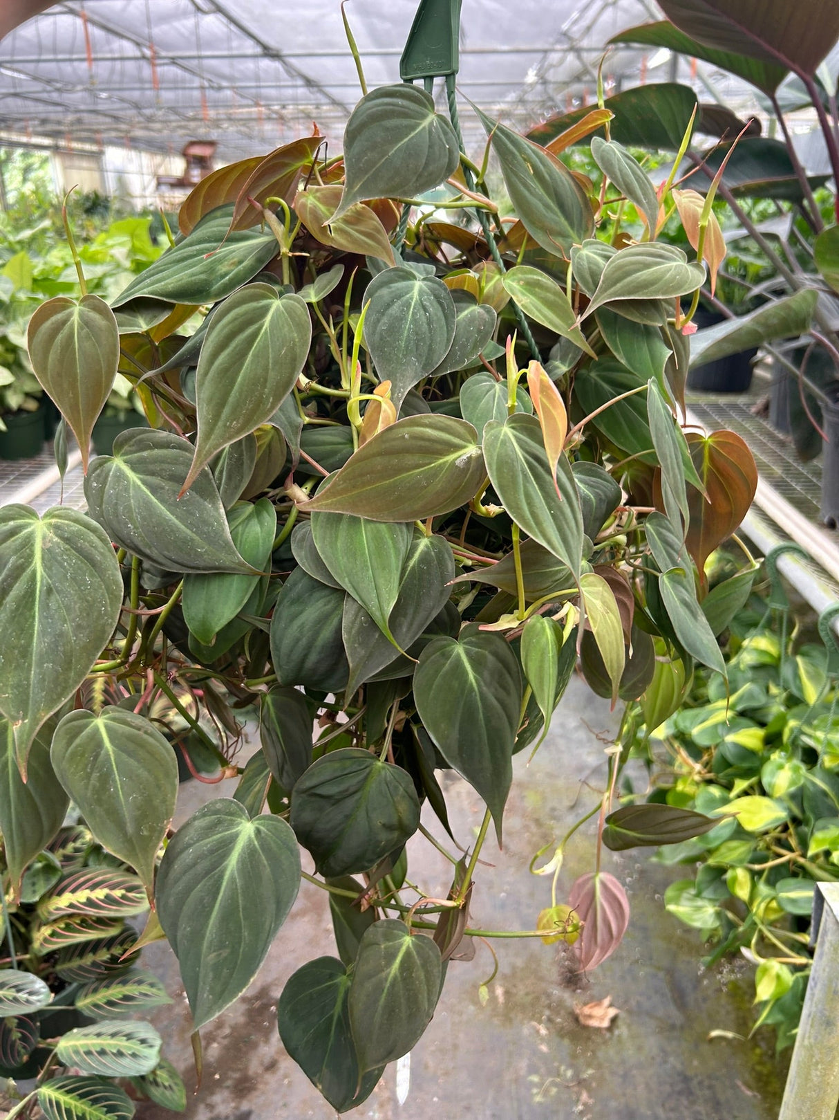 Velvet Philodendron Plant