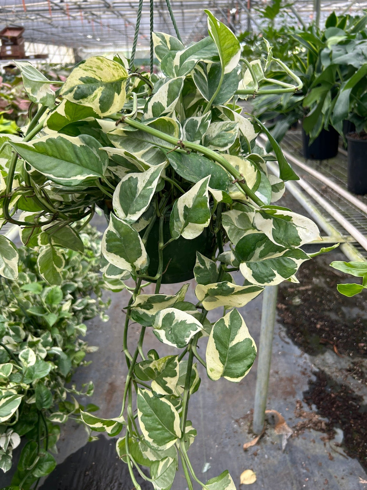 Pothos ‘N’joy’ Plant – Epipremnum aureum