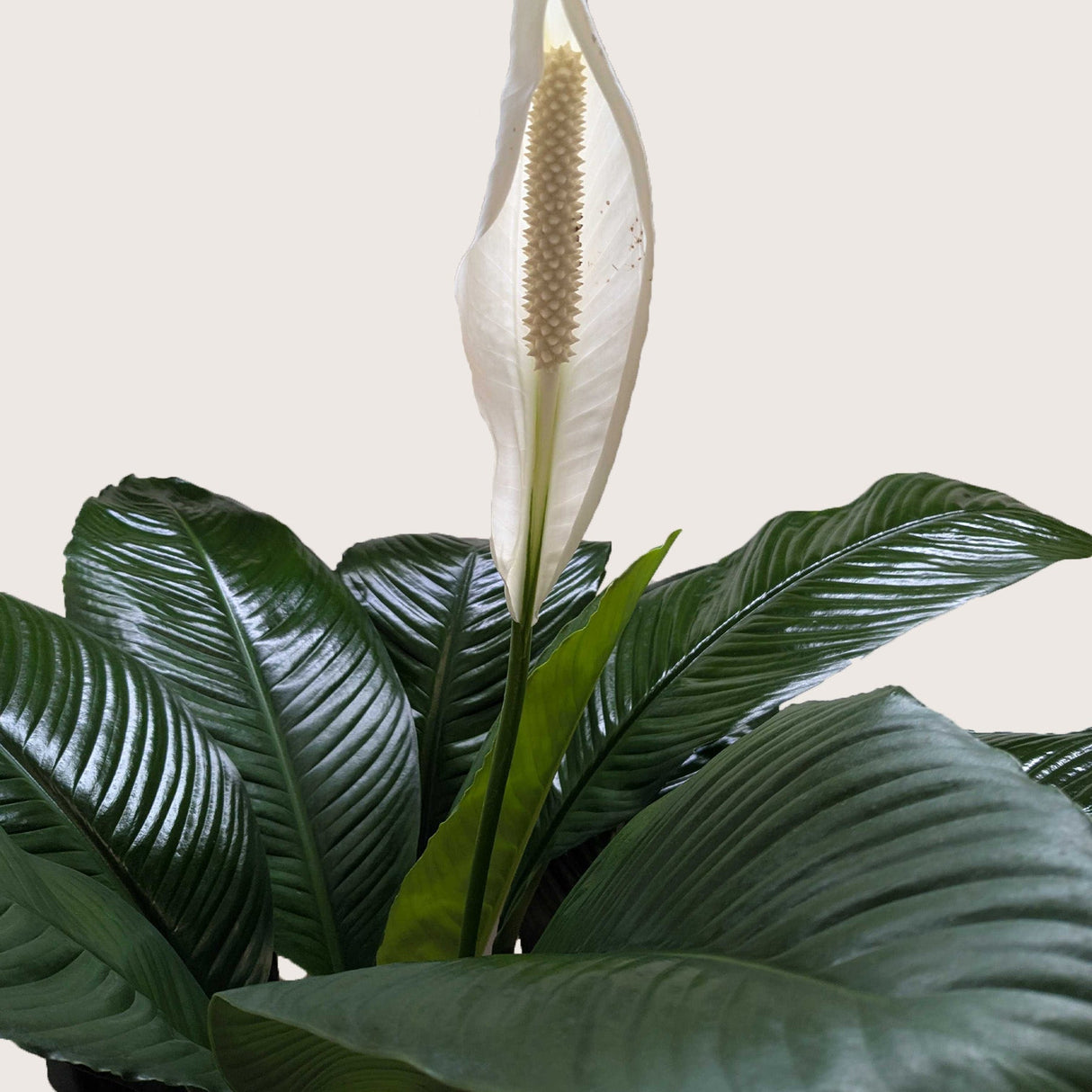 Spathiphyllum 'Peace Lily' Houseplant