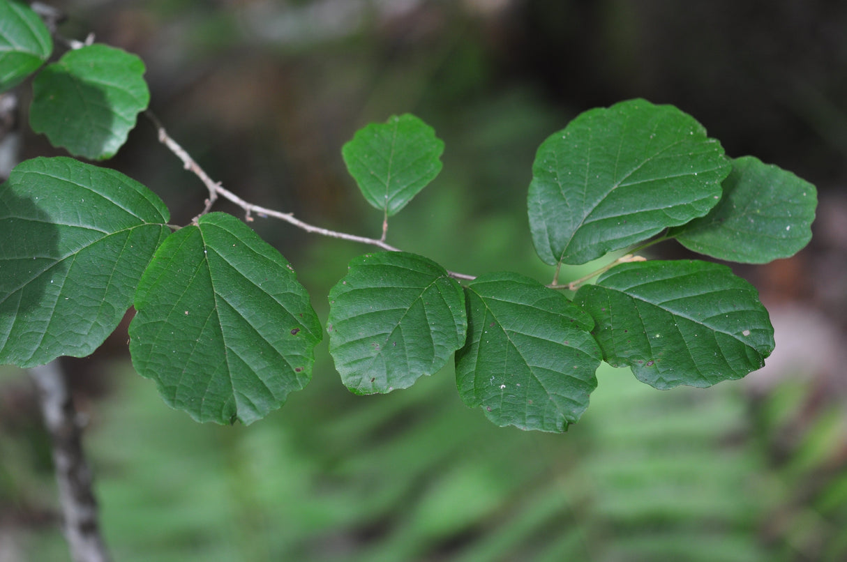 American Witch-Hazel Shrub
