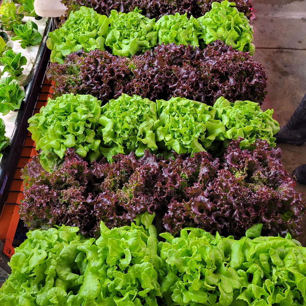 Greens & Veggies 3-Tier Walden White LED Grow Tent Kit