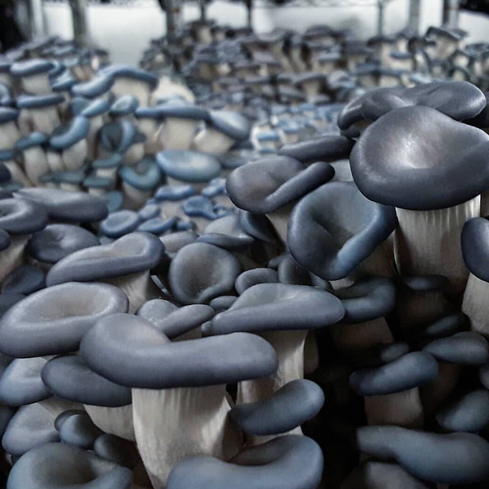 T5 HO 2.0 4FT 4 Lamp LED Mushroom Grow Light (216W Eqv.) – Blue Sun Spectrum