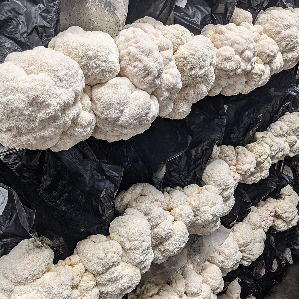 Integrated Strip T5 4FT LED Mushroom Grow Light (54W Eqv.) – Blue Sun Spectrum