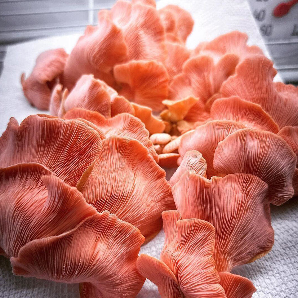 Mushroom Fruiting & Incubation 3-Tier Walden White LED Grow Tent Kit