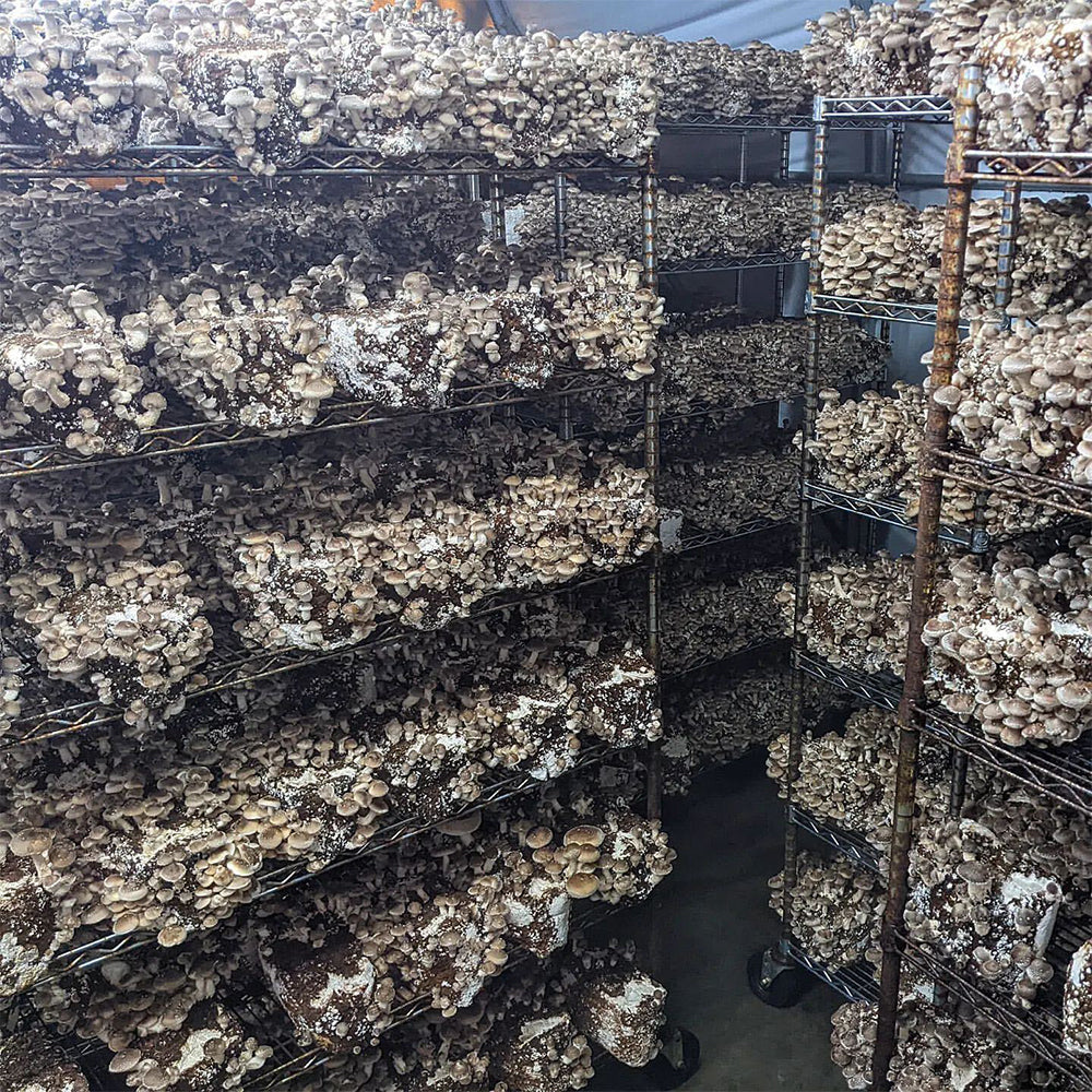 T5 HO 2.0 4FT 4 Lamp LED Mushroom Grow Light (216W Eqv.) – Blue Sun Spectrum