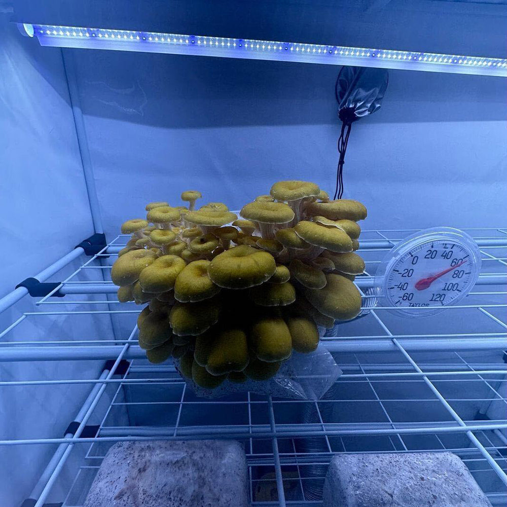 Mushroom Fruiting & Incubation 3-Tier Walden White LED Grow Tent Kit