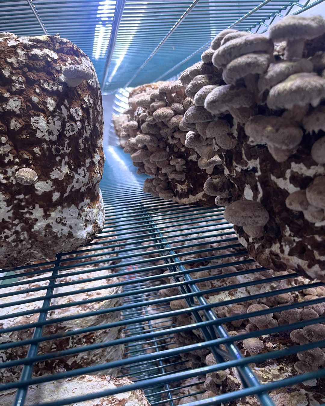 Integrated Strip T5 4FT LED Mushroom Grow Light (54W Eqv.) – Blue Sun Spectrum