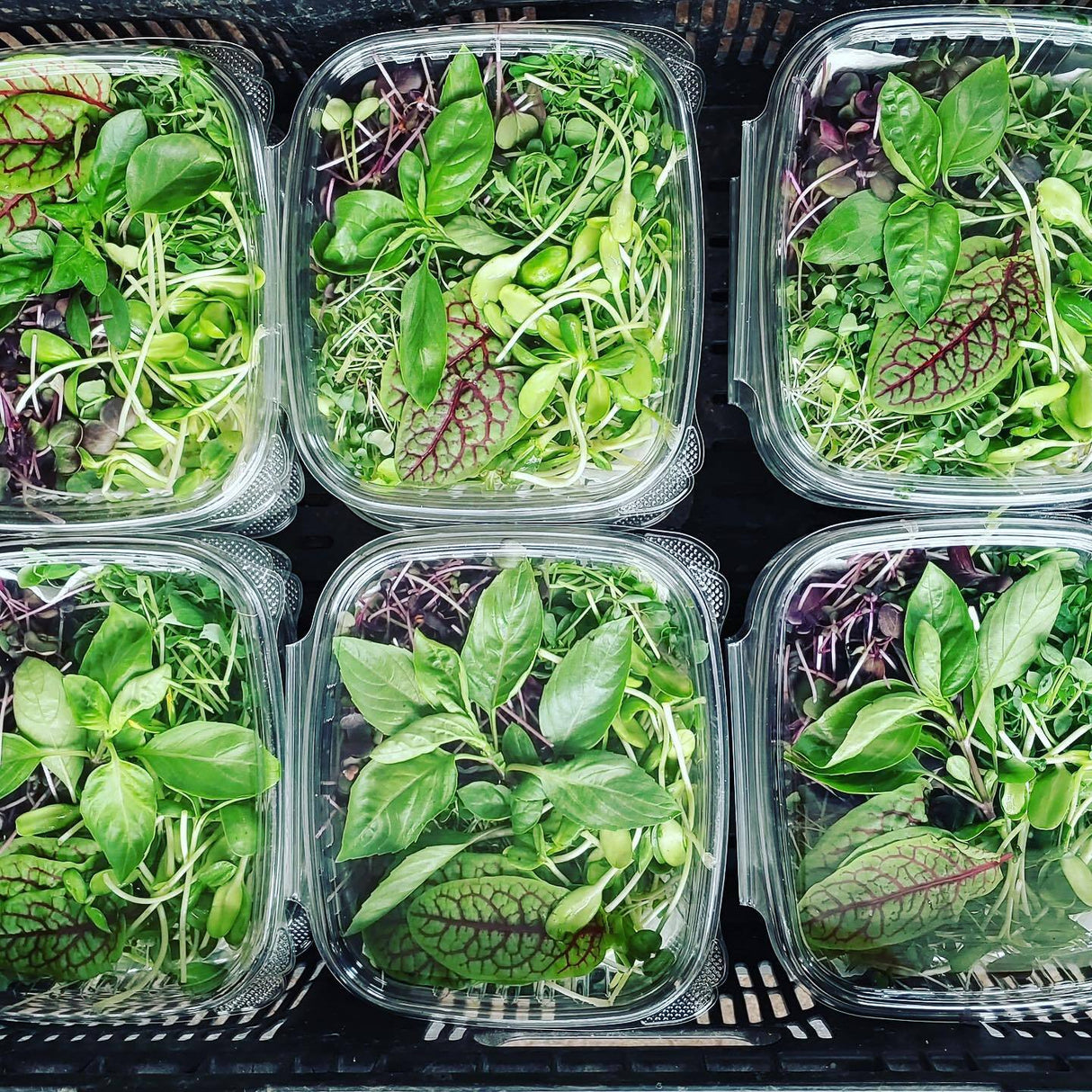 T5 HO 4FT 8 Lamp LED Grow Light (432W Eqv.) - Sun White Pro Spectrum