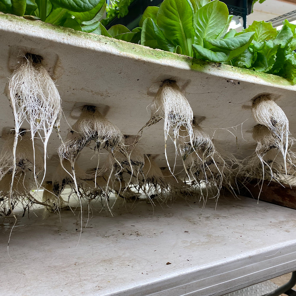 T5 HO 4FT 8 Lamp LED Grow Light (432W Eqv.) - Sun White Pro Spectrum