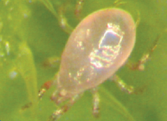 Amblyseius swirskii Predatory Mites – Control for Whiteflies, Thrips & Broad Mites