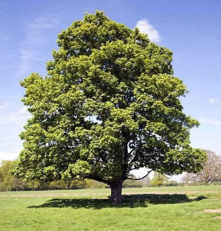 American Sycamore Native Shade Tree