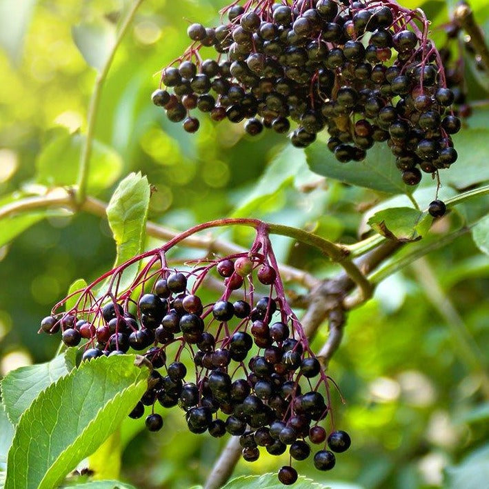 American Black Elderberry Bush