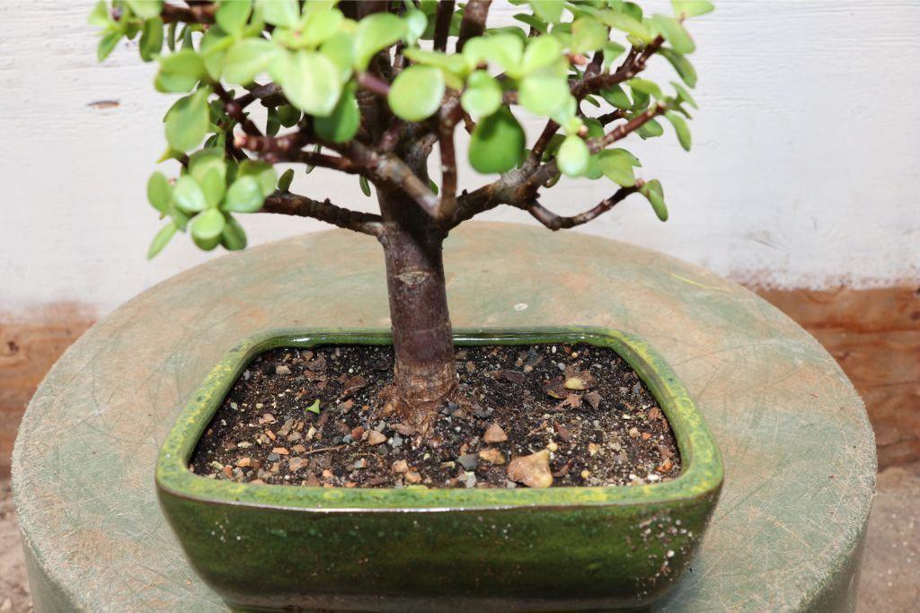 Baby Jade Bonsai Tree (Portulacaria afra) – “Elephant Bush”
