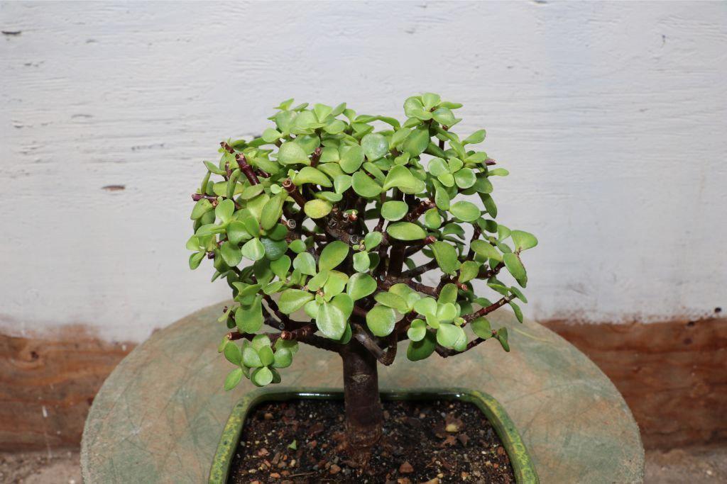 Baby Jade Bonsai Tree (Portulacaria afra) – “Elephant Bush”