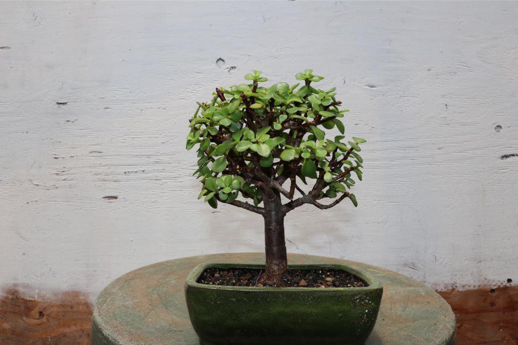 Baby Jade Bonsai Tree (Portulacaria afra) – “Elephant Bush”