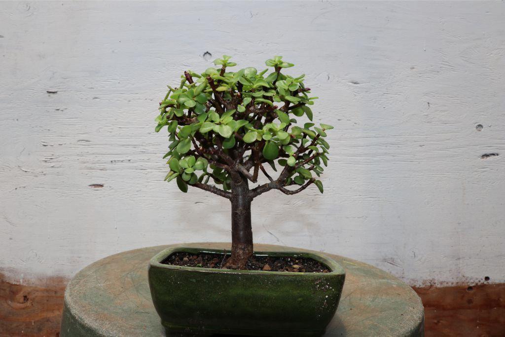 Baby Jade Bonsai Tree (Portulacaria afra) – “Elephant Bush”