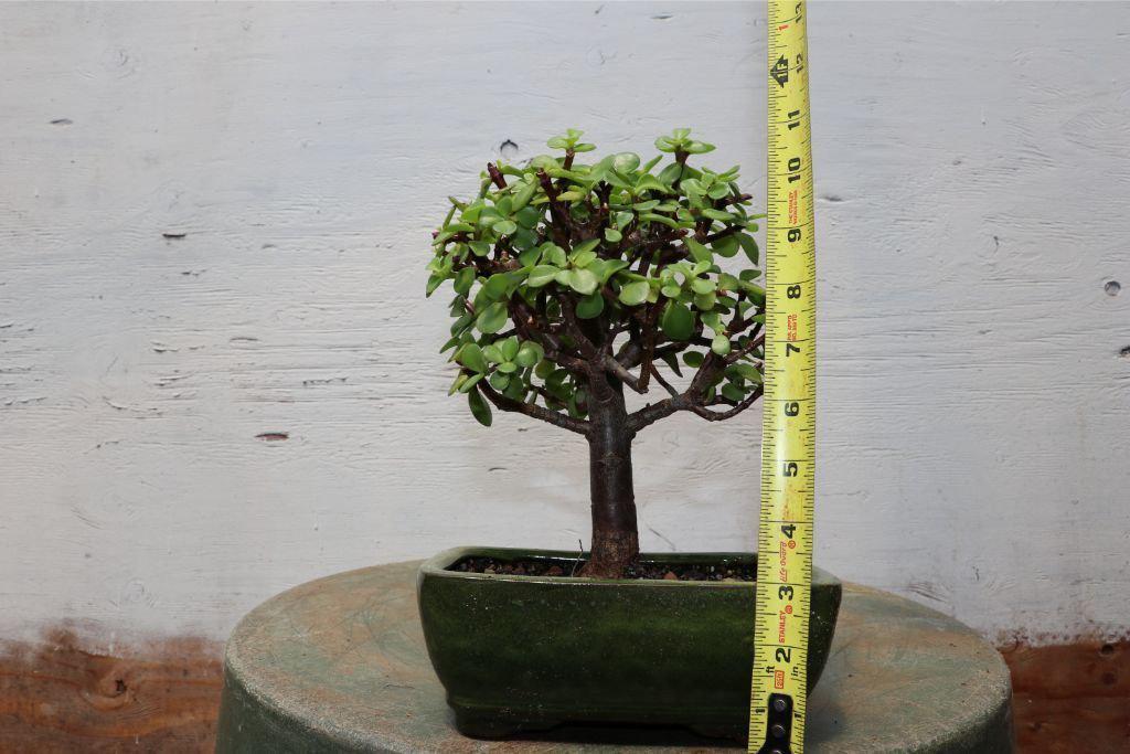 Baby Jade Bonsai Tree (Portulacaria afra) – “Elephant Bush”