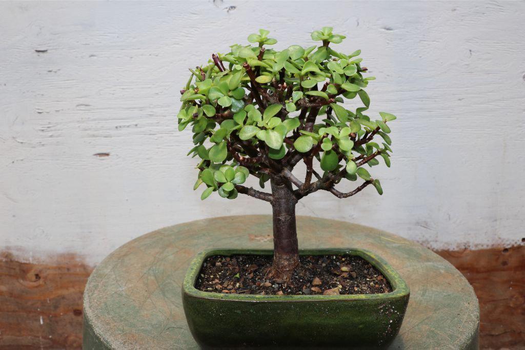 Baby Jade Bonsai Tree (Portulacaria afra) – “Elephant Bush”