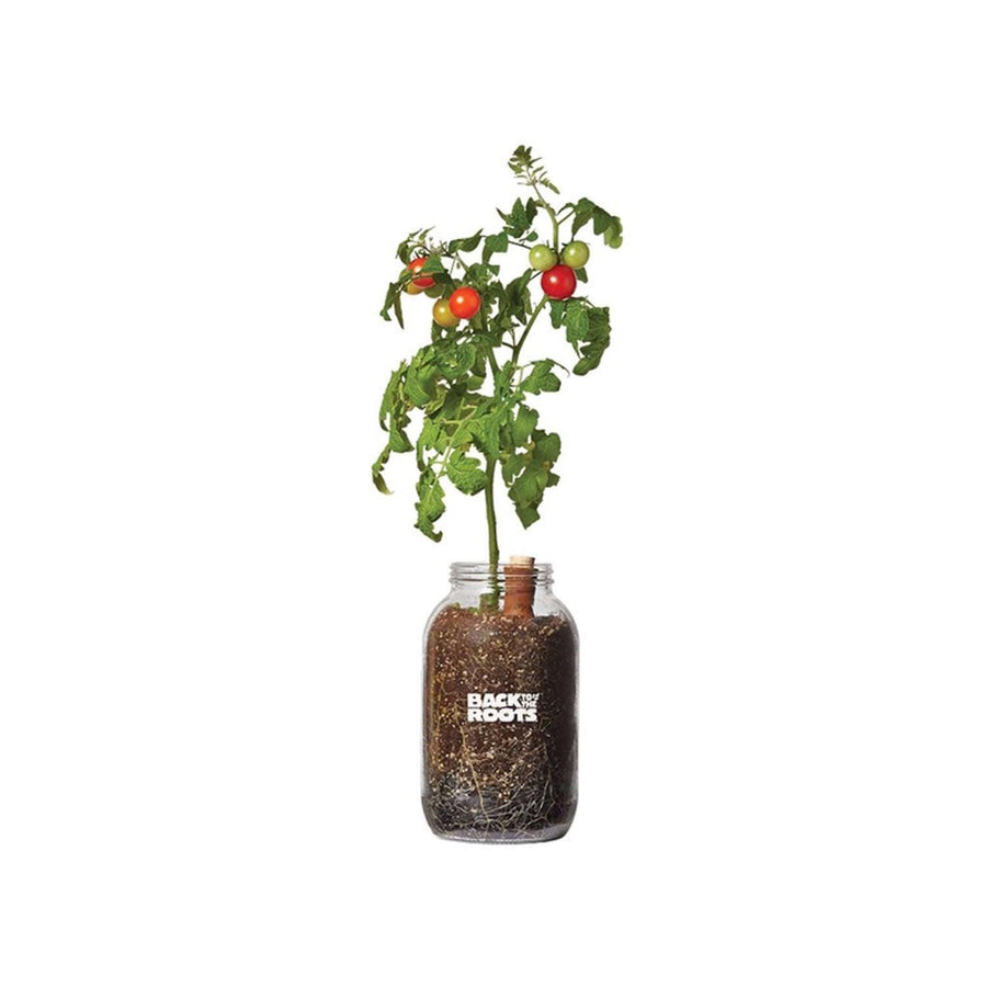 Back to the Roots Self-Watering Planter Tomato Grow Kit
