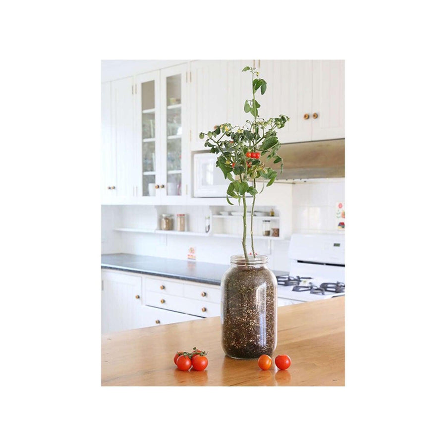 Back to the Roots Self-Watering Planter Tomato Grow Kit
