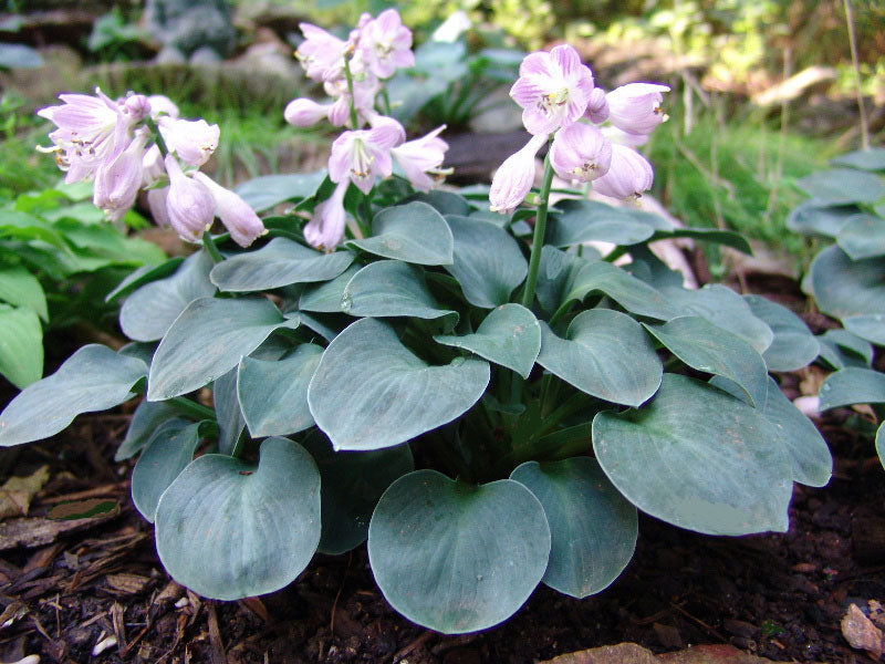 Blue Mouse Ear Hosta Plant – Miniature Blue-Green Perennial