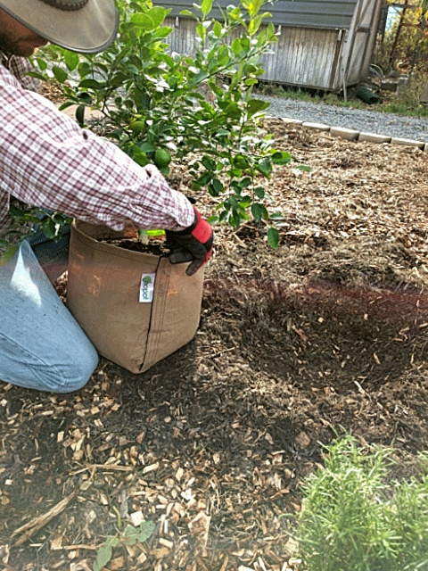 GeoPot Velcro Transplanter Grow Bags - Tan