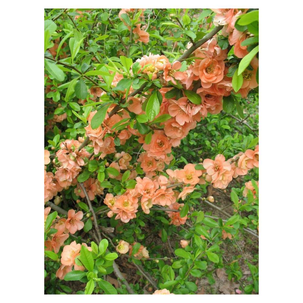 Cameo Flowering Quince Shrub - Chaenomeles speciosa ‘Cameo’