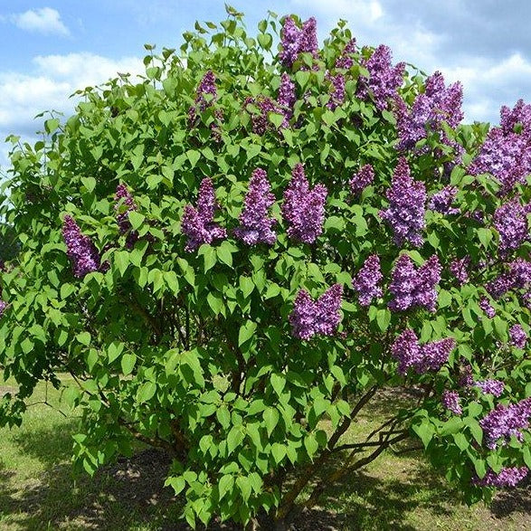 Common Lilac Shrub (Syringa Vulgaris)