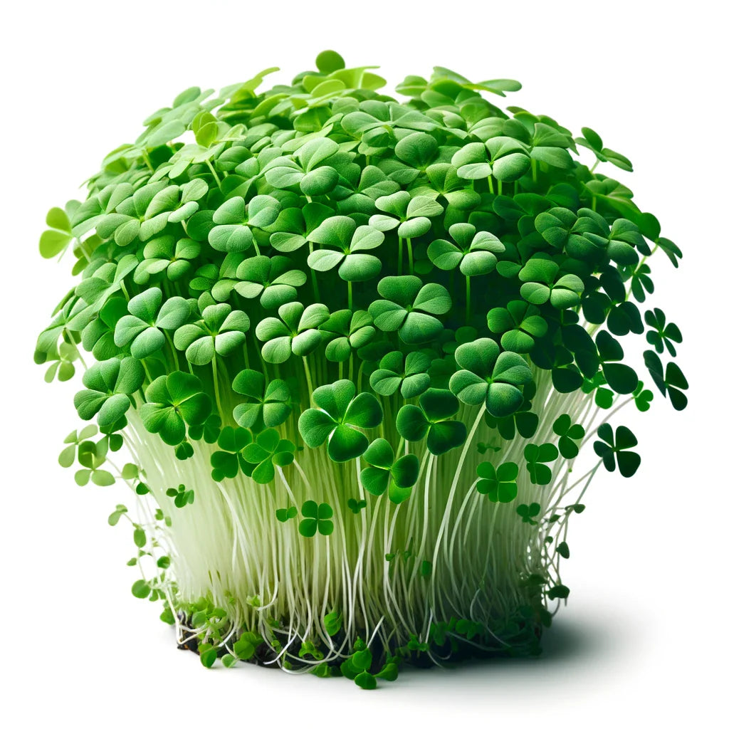 Clover Microgreens Seeds with Grow Mat