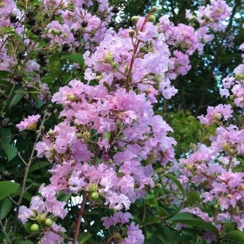 Muskogee Crape Myrtle Tree
