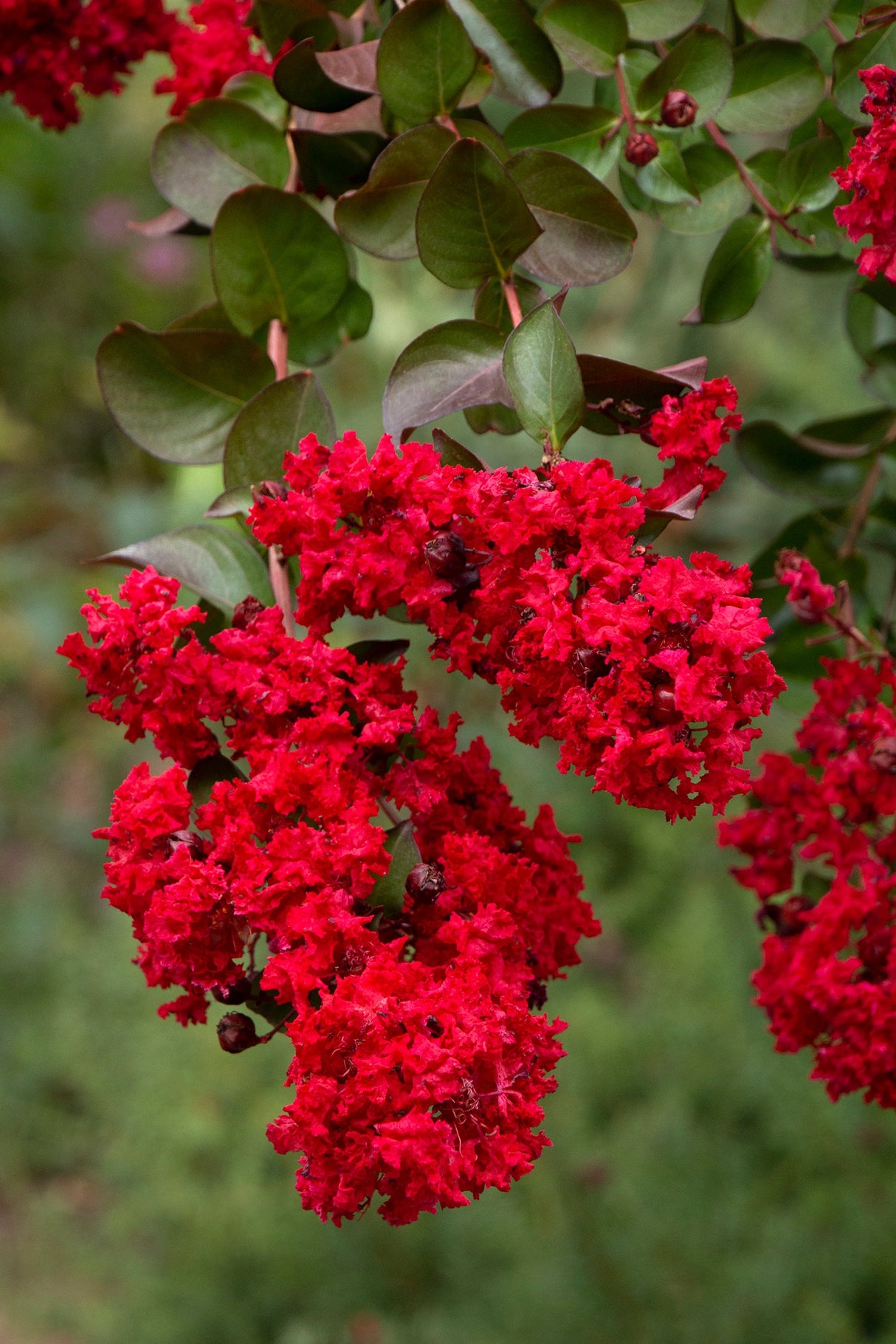Red Crape Myrtle – Lagerstroemia indica ‘Whit II’