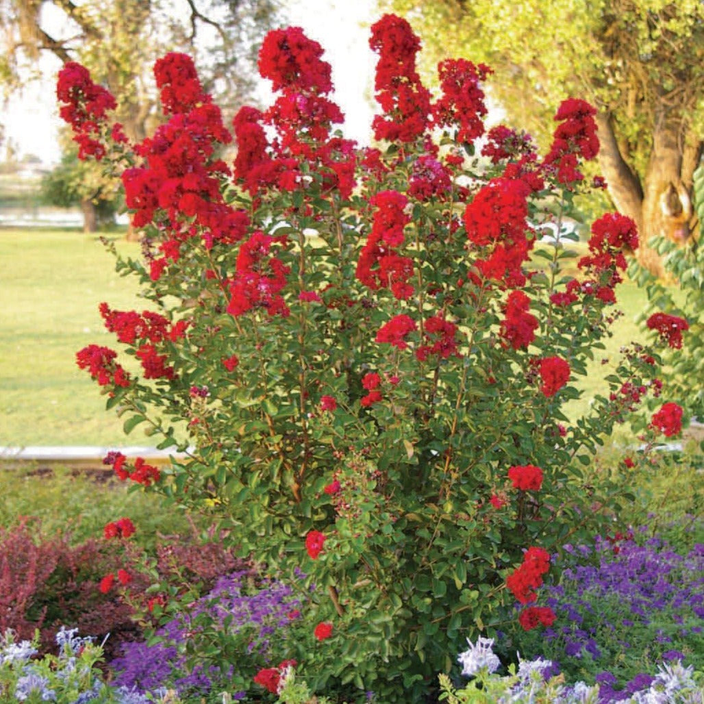Red Crape Myrtle – Lagerstroemia indica ‘Whit II’