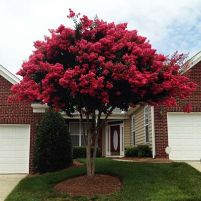 Red Crape Myrtle – Lagerstroemia indica ‘Whit II’