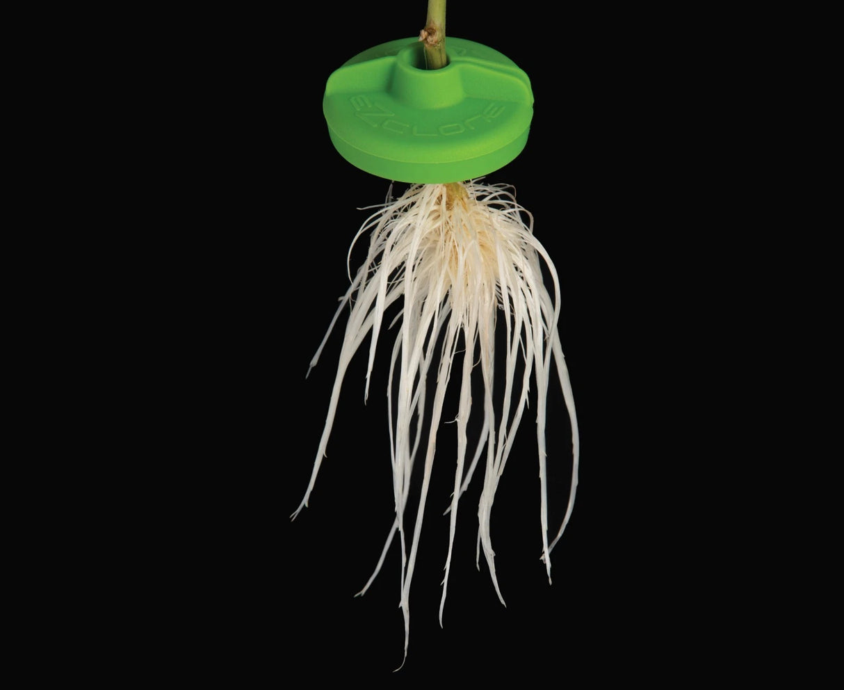 Plant with white roots attached to a green root stimulator on a black background